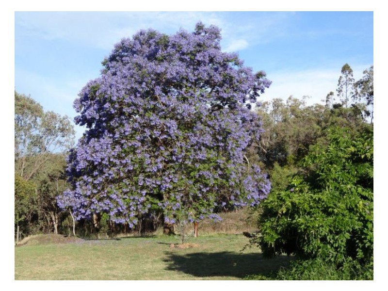 368 Townsend Road, Glen Aplin QLD 4381
