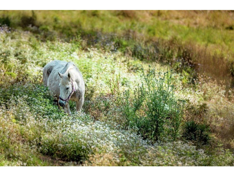 20 Fuerte Drive, Valla NSW 2448