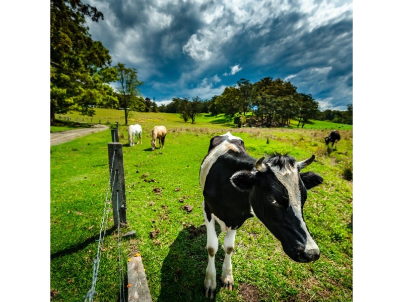 11 Brutons Road, Raleigh NSW 2454