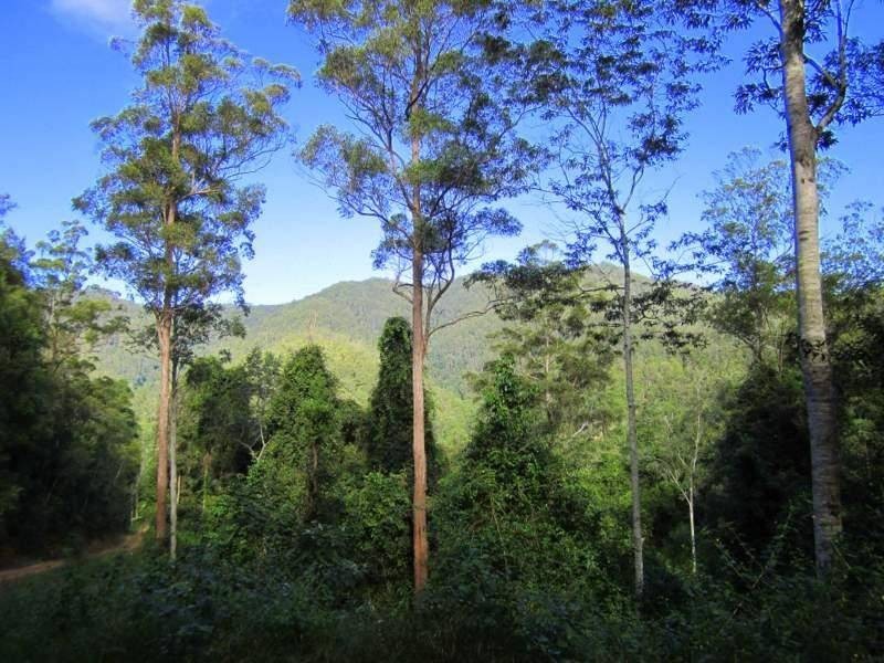 2613 Kalang Road, Bellingen NSW 2454