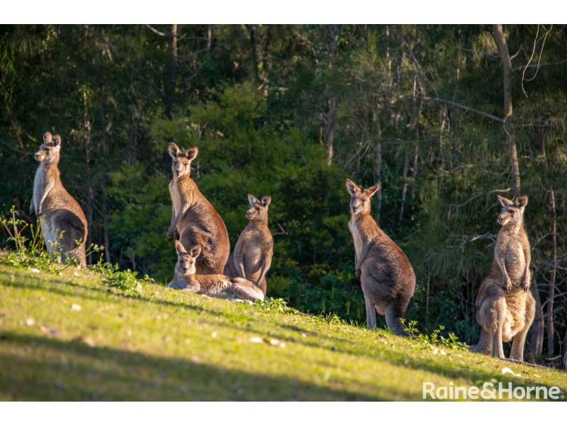 2 Halwin Close, Wyee Point NSW 2259