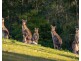 58A Government Road, Wyee Point NSW 2259