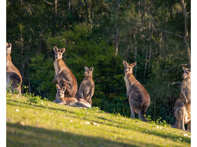 58A Government Road, Wyee Point NSW 2259