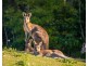 58A Government Road, Wyee Point NSW 2259
