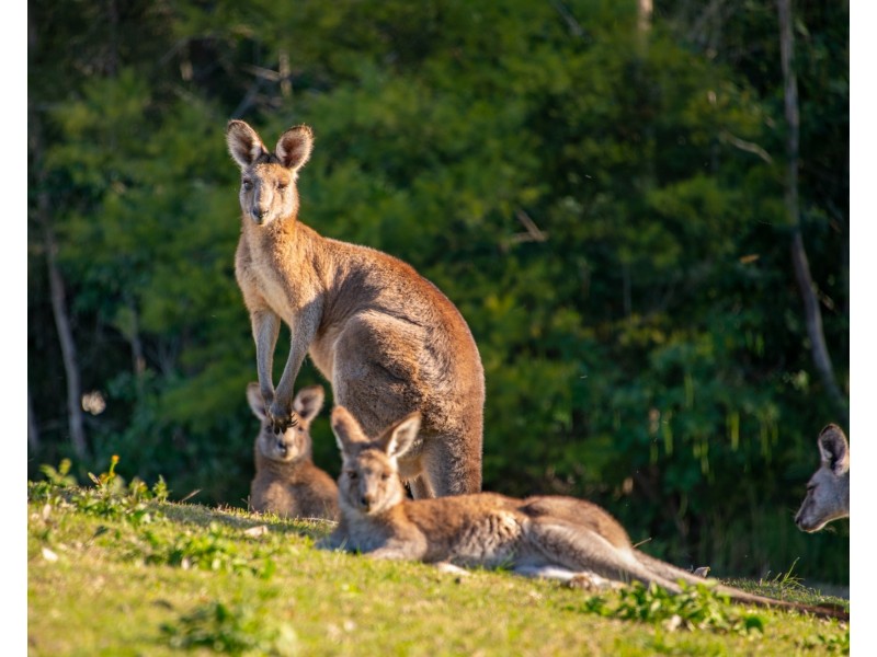 58A Government Road, Wyee Point NSW 2259