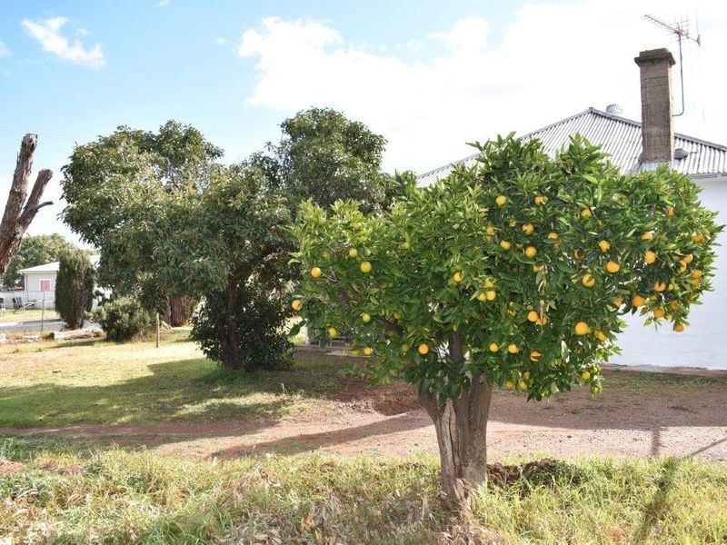 40 Parkes Street, Wellington NSW 2820