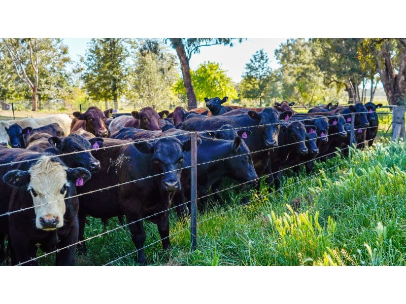678 Blathery Creek Road Neurea via, Wellington NSW 2820