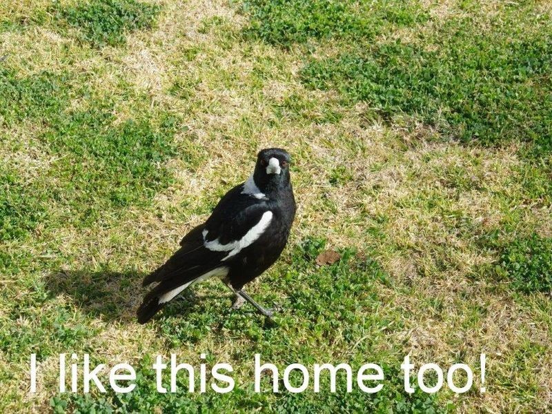 111 Simpson Street, Wellington NSW 2820