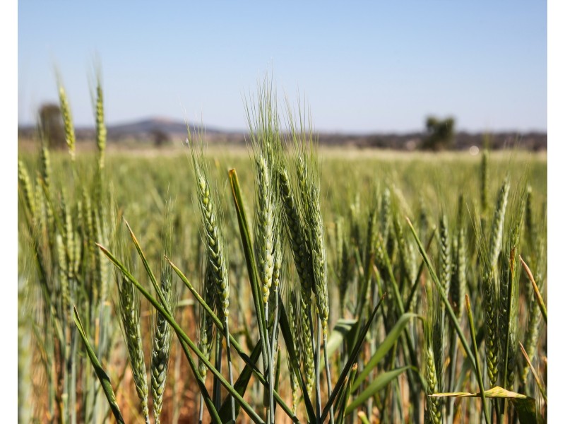 229 Combo Road, Maryvale NSW 2820