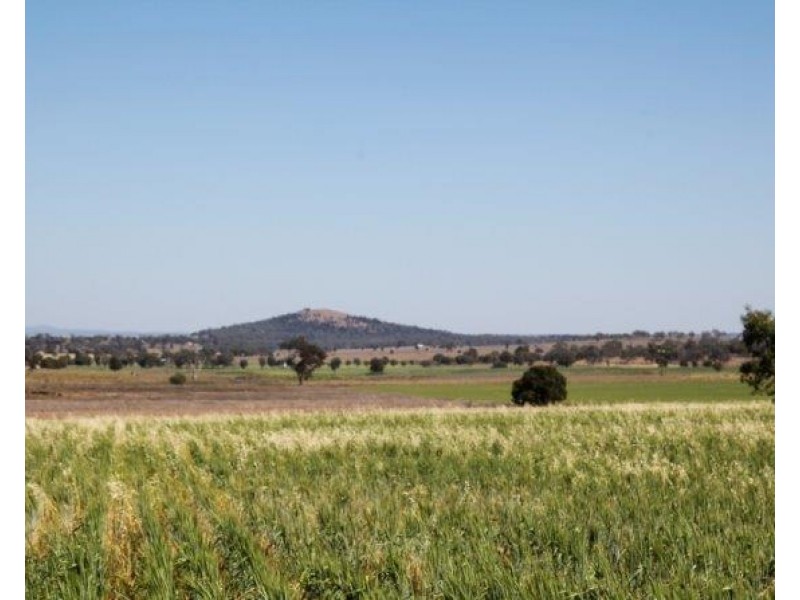 229 Combo Road, Maryvale NSW 2820