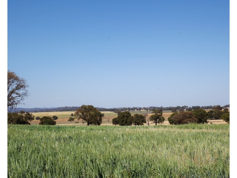 229 Combo Road, Maryvale NSW 2820