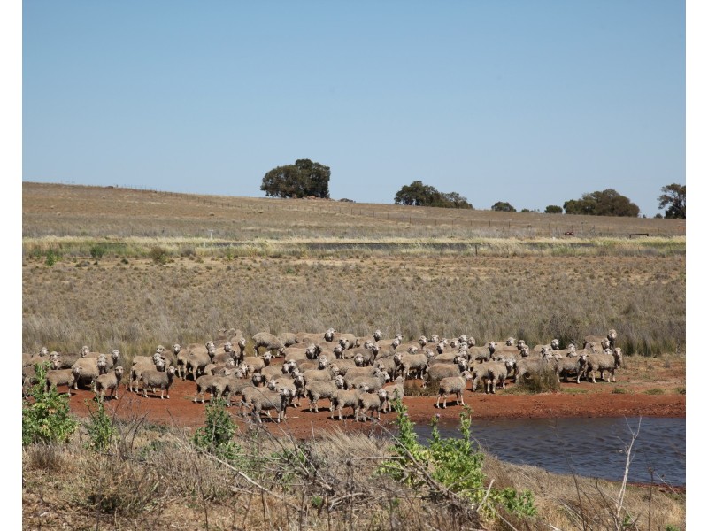 229 Combo Road, Maryvale NSW 2820