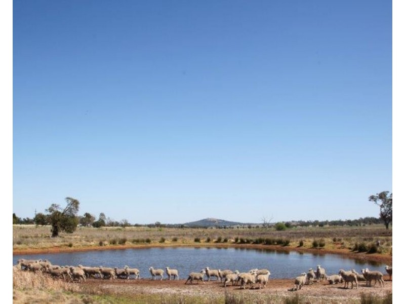 229 Combo Road, Maryvale NSW 2820