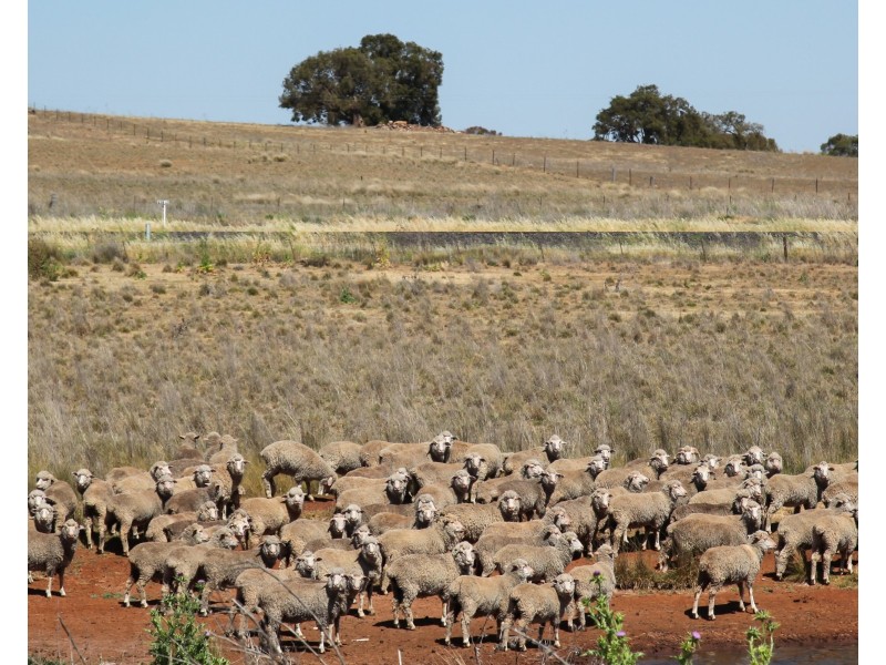 229 Combo Road, Maryvale NSW 2820