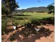 7 Pindari Grove Montefiores via, Wellington NSW 2820