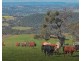 350 Ingles Road NEUREA Via, Wellington NSW 2820