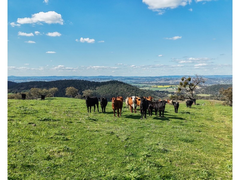 350 Ingles Road NEUREA Via, Wellington NSW 2820