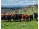 350 Ingles Road NEUREA Via, Wellington NSW 2820
