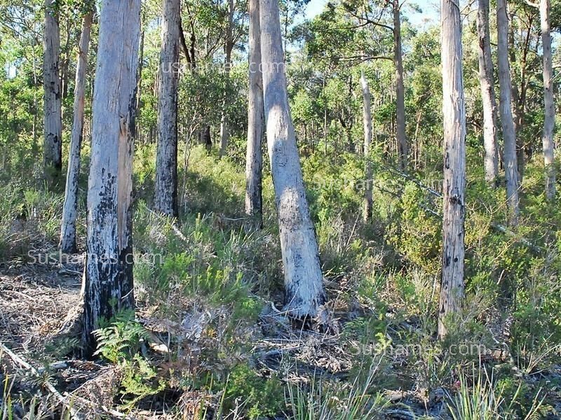 Lot 20 Forest Heights Drive, Tugrah TAS 7310
