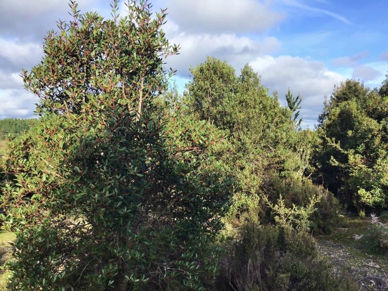 8/800 Waratah Road, Waratah TAS 7321