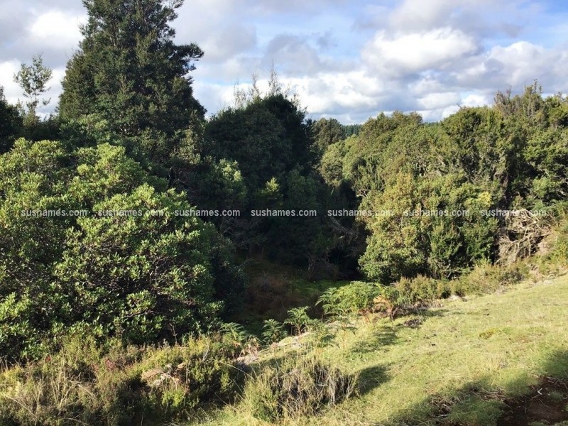 8/800 Waratah Road, Waratah TAS 7321