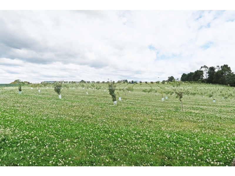 1200 Melrose Road, Lower Barrington TAS 7306