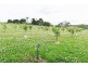 1200 Melrose Road, Lower Barrington TAS 7306