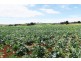 1200 Melrose Road, Lower Barrington TAS 7306