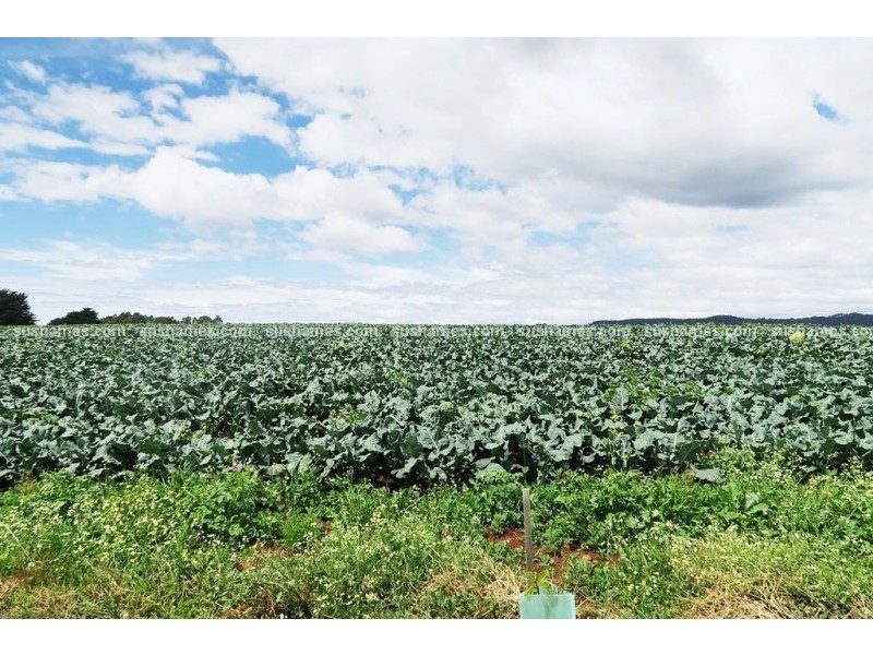 1200 Melrose Road, Lower Barrington TAS 7306
