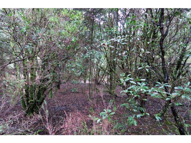 556 Waratah Road, Waratah TAS 7321