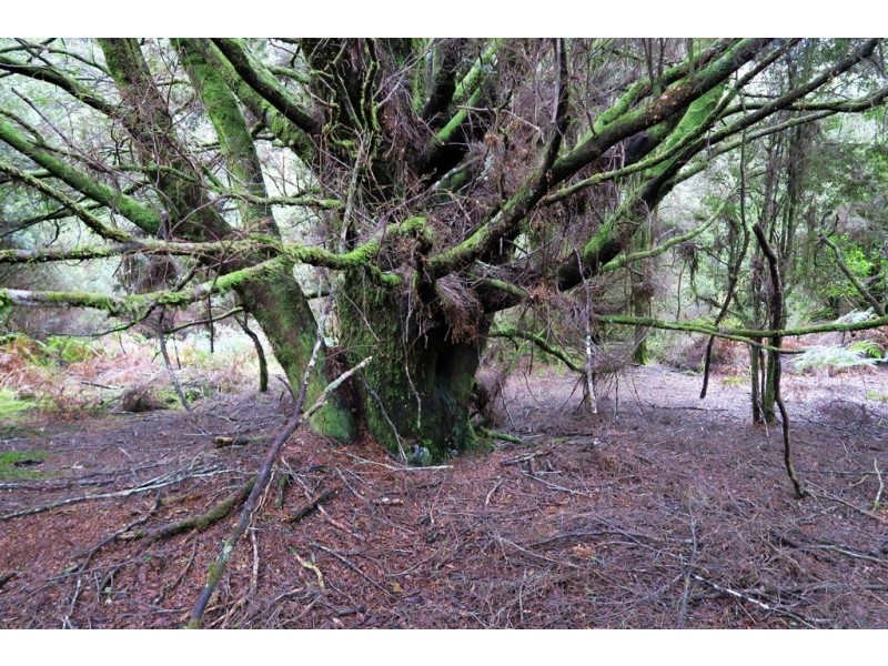 556 Waratah Road, Waratah TAS 7321