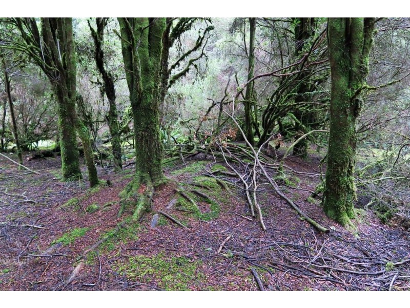 556 Waratah Road, Waratah TAS 7321