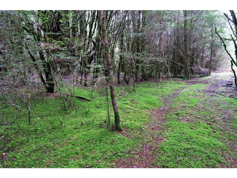 556 Waratah Road, Waratah TAS 7321