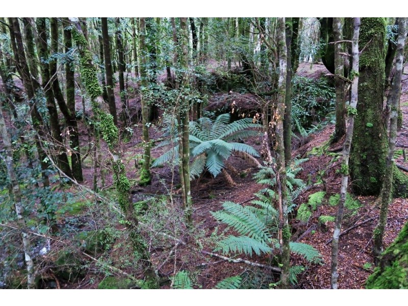 556 Waratah Road, Waratah TAS 7321