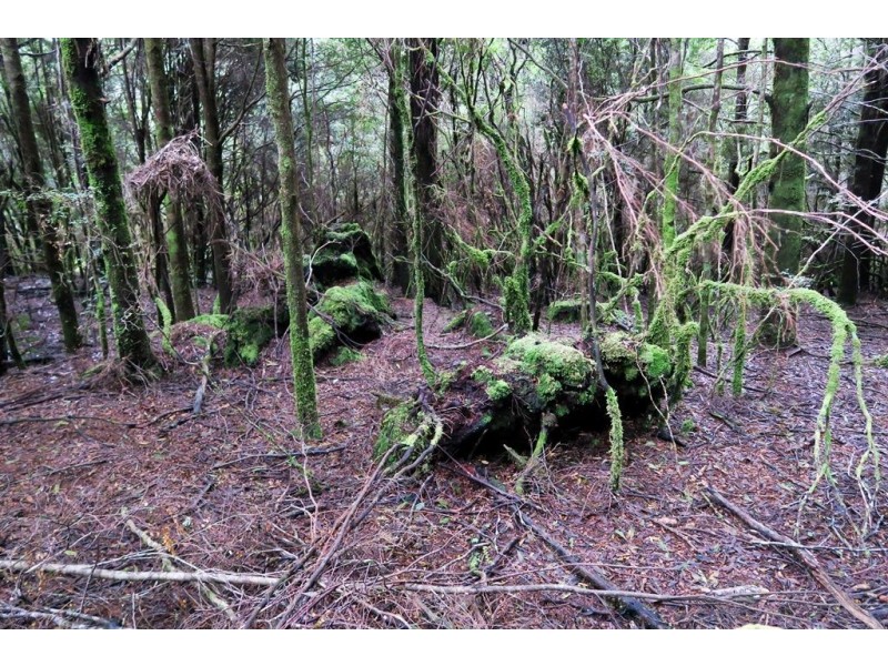 556 Waratah Road, Waratah TAS 7321