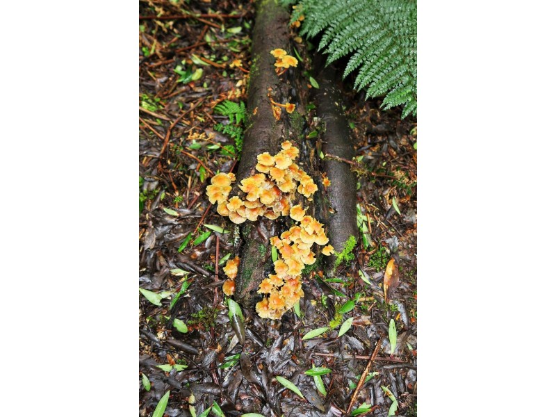 556 Waratah Road, Waratah TAS 7321