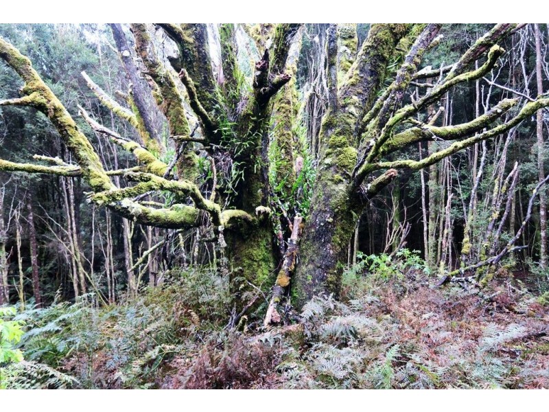 556 Waratah Road, Waratah TAS 7321