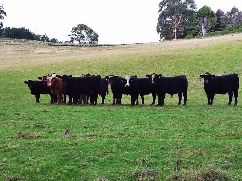 50 Smiths Road, Roland TAS 7306