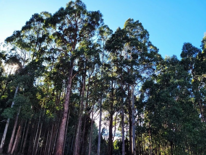 50 Smiths Road, Roland TAS 7306