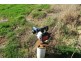 32 Watts Road, Paradise TAS 7306