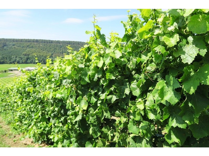 106 Browns Road, North Lilydale TAS 7268