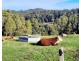 229 Melrose Road, Aberdeen TAS 7310