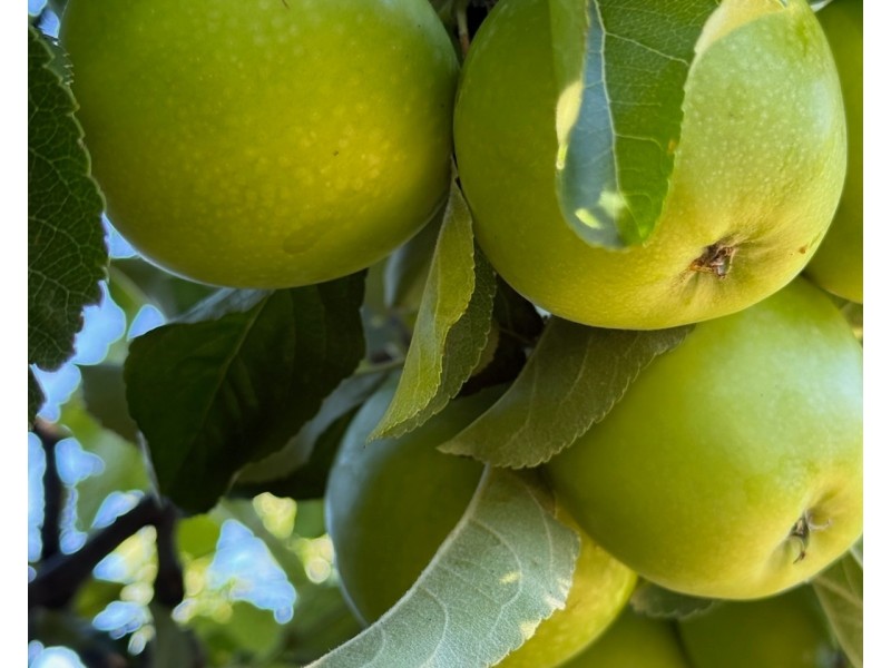 112 David Street, East Devonport TAS 7310