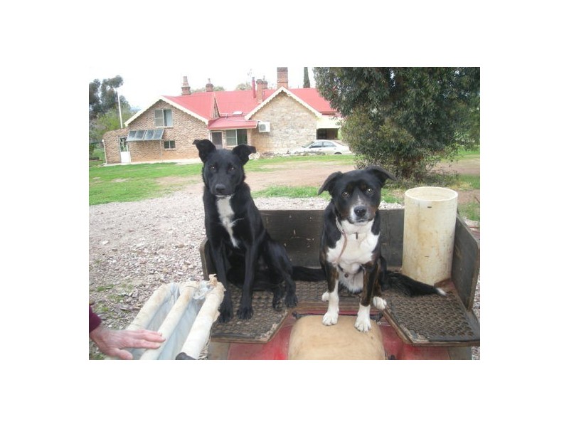 Geurie NSW 2831