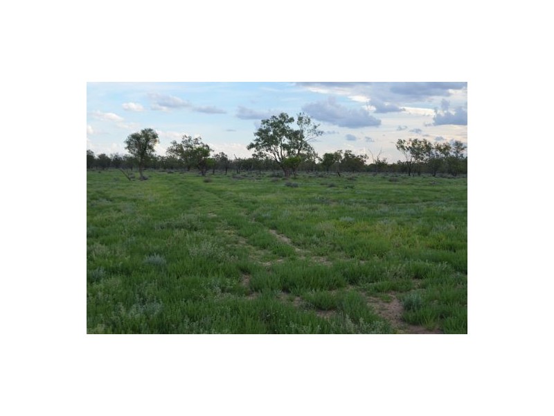 Burdekin, Collarenebri NSW 2833