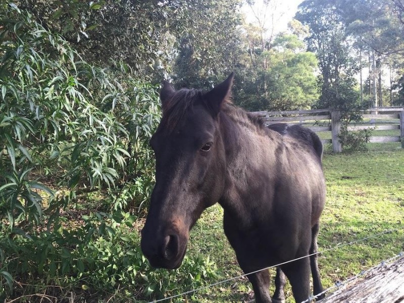 241 Evans Lane, Milton NSW 2538