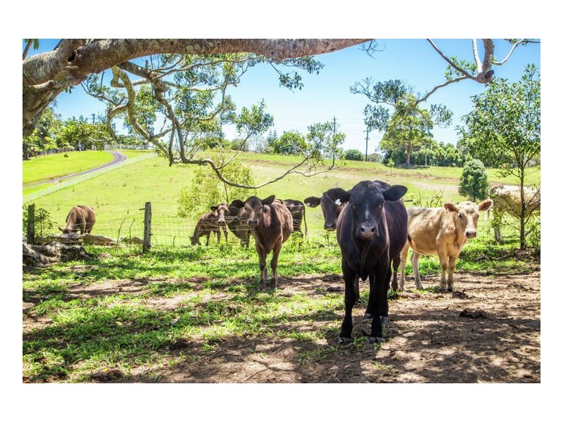 80 Reserve Creek Road, Murwillumbah NSW 2484