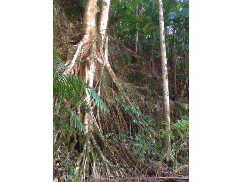 Hopkins Creek NSW 2484