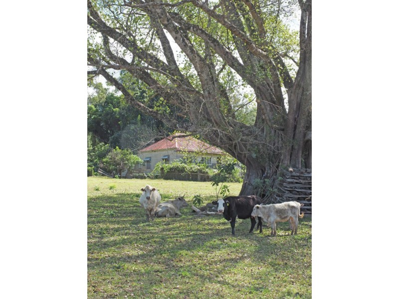 165 Limpinwood Valley Road, Limpinwood NSW 2484