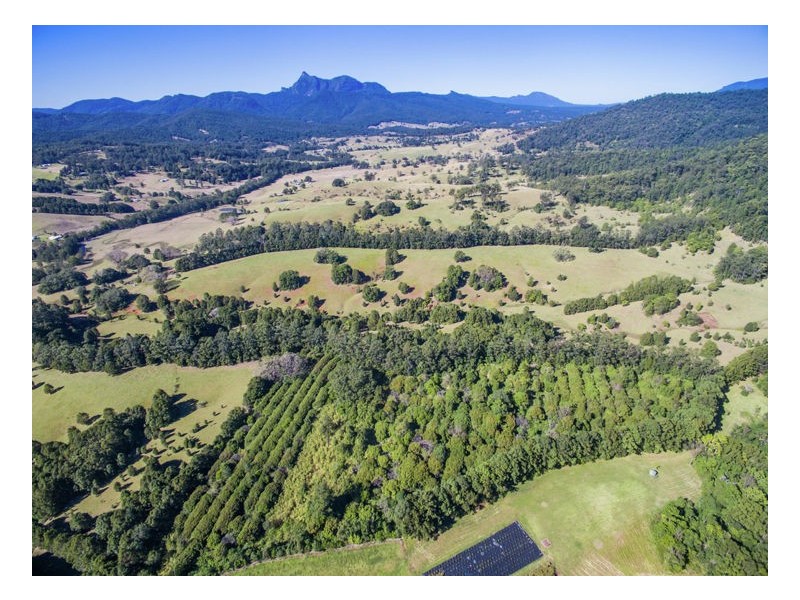 165 Limpinwood Valley Road, Limpinwood NSW 2484